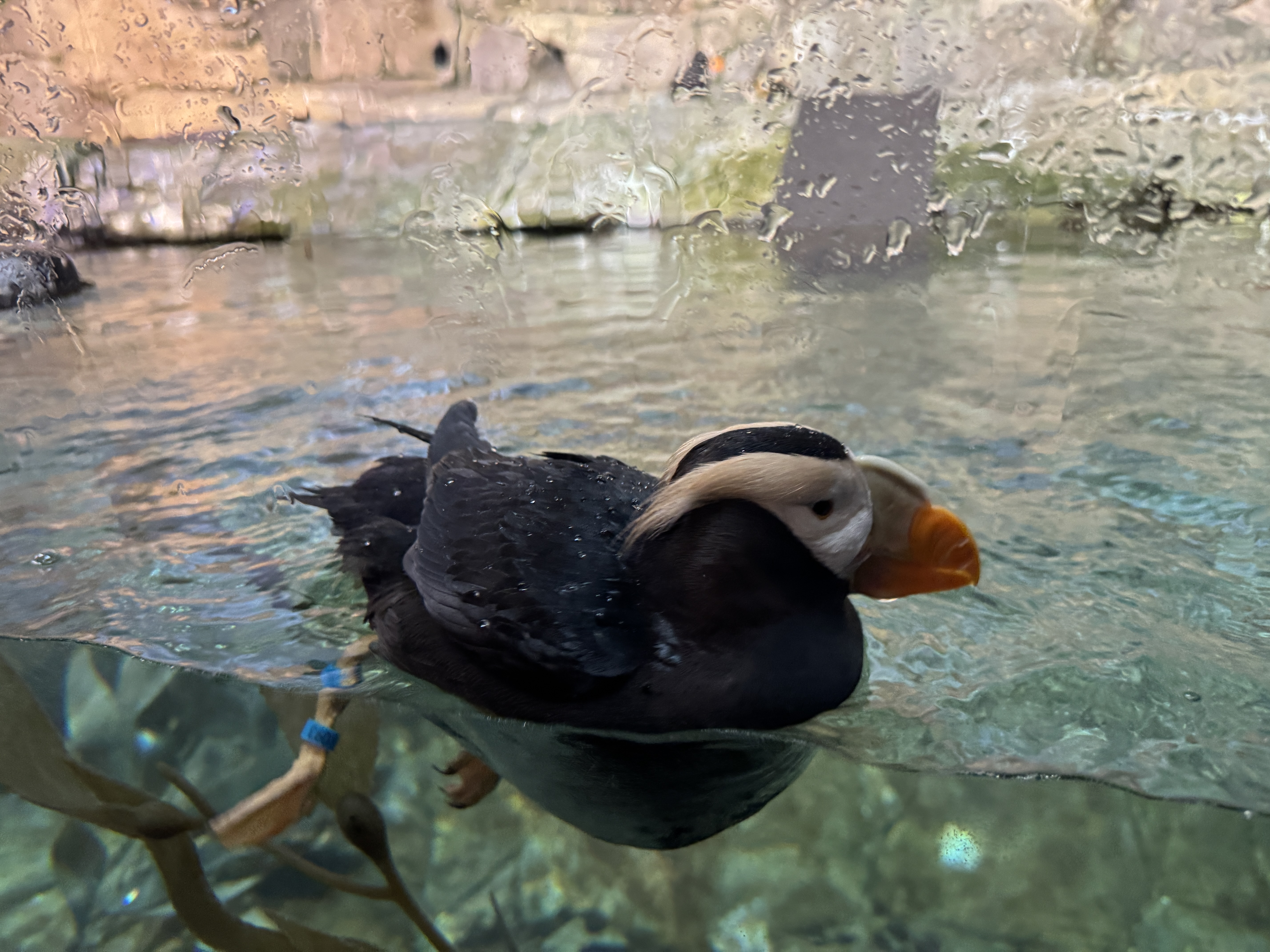Monterey Bay Aquarium